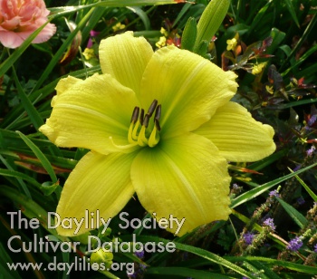 Daylily Green Flutter